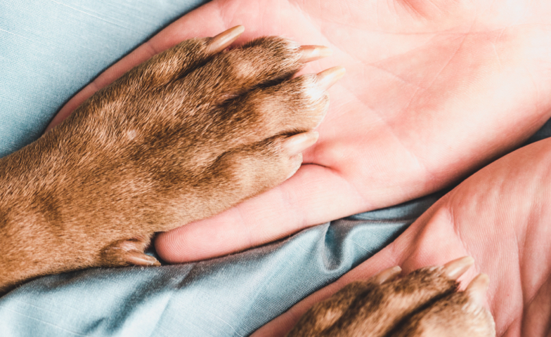 Veterinarian with dog