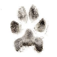 Clay paw print keepsake